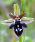 Ophrys cretica